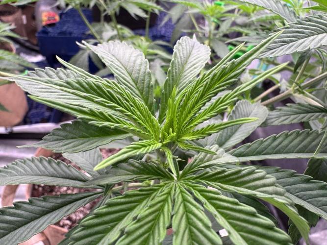 Sour Diesel. Week 8