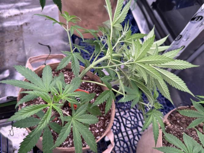 Pure skunk Go Fast. Week 6