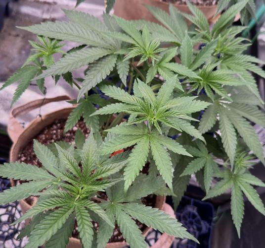 Pure skunk Go Fast. Week 6