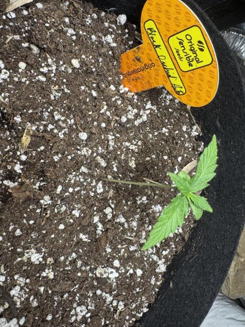 Black Orchid Auto. Week 2