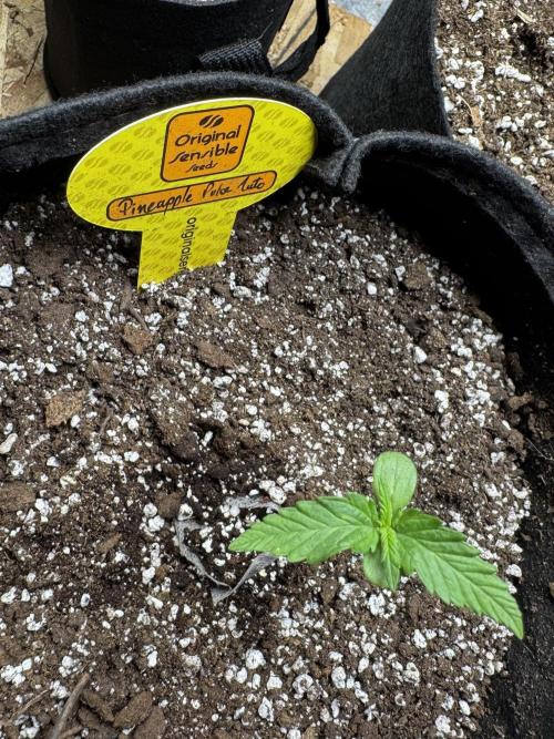 Pineapple Pulse Auto. Week 2