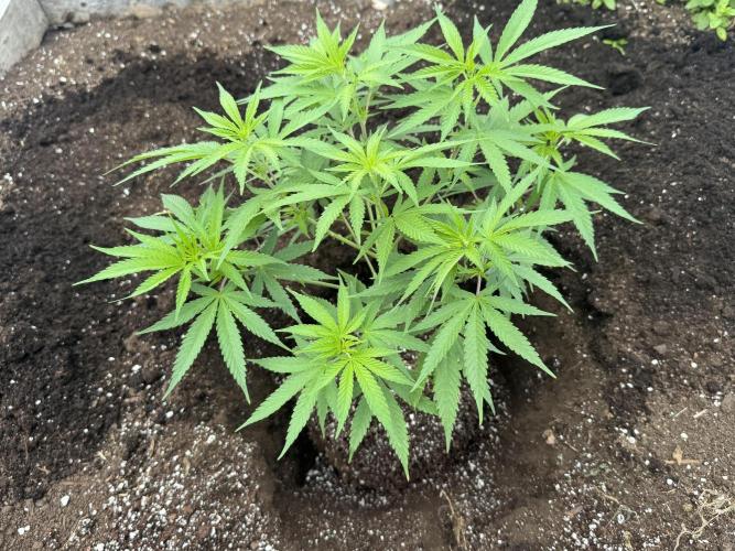 Eleven Rose. Week 8