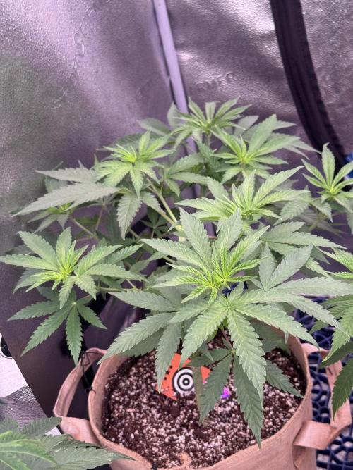 Pure skunk Go Fast. Week 7