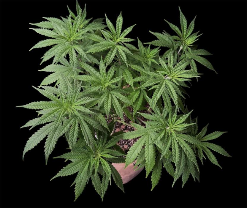 White Widow. Week 9