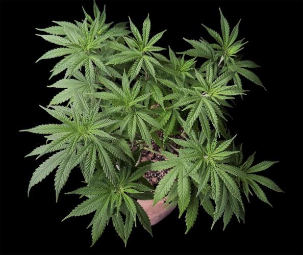 White Widow. Week 9