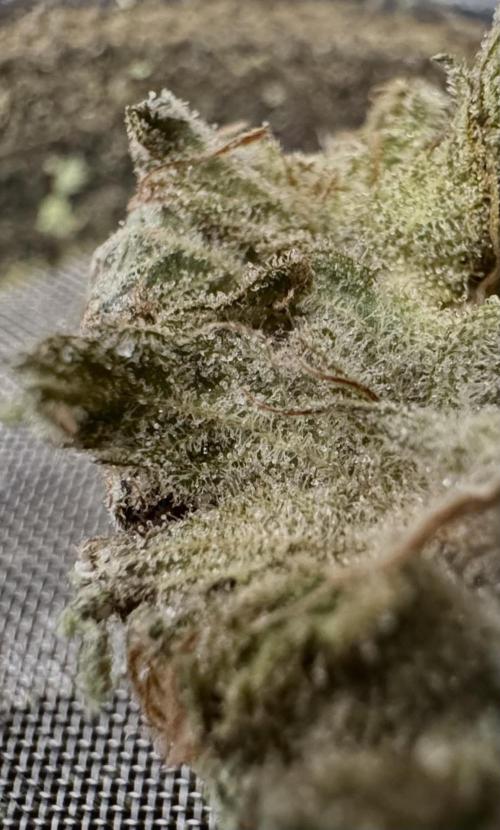 Sunset Sherbet Go Fast. Week 22