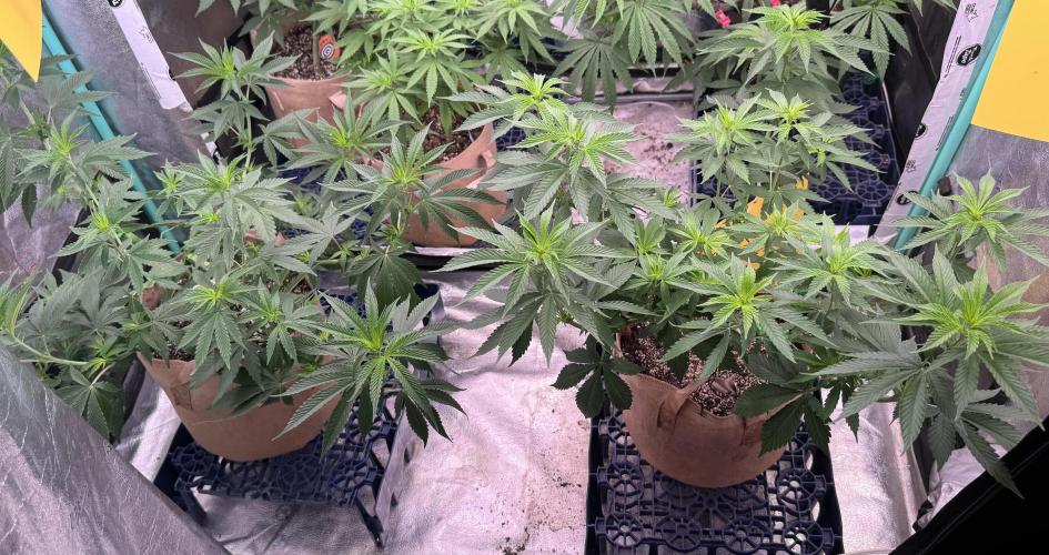 Sour Diesel. Week 9