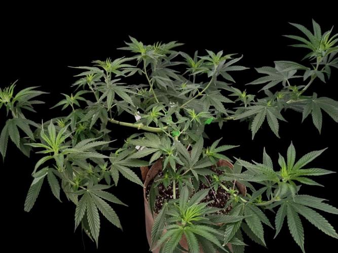 Sour Diesel. Week 9