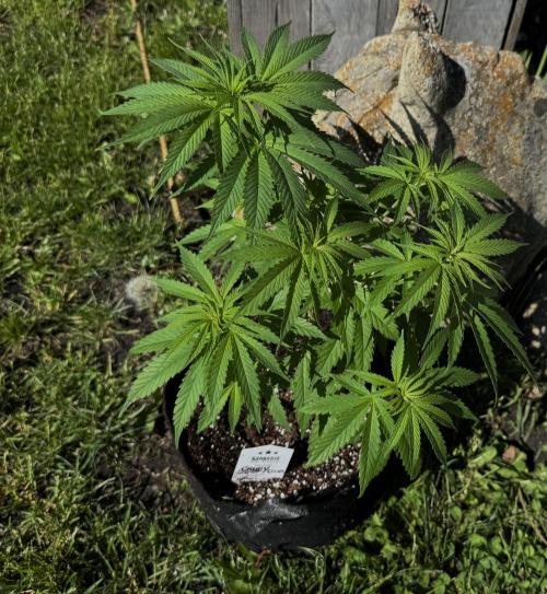 Candy Cream Go Fast. Week 7