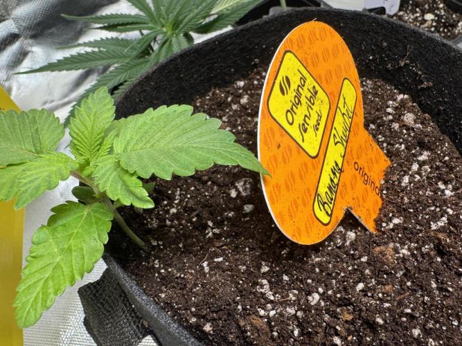 Banana Sherbet. Week 3