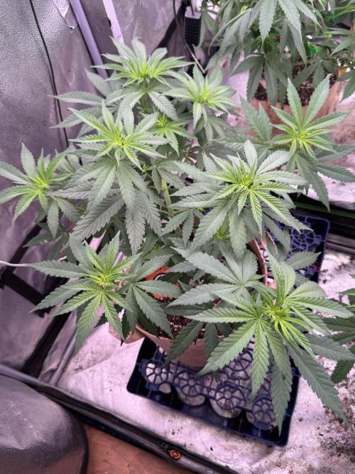 Pure skunk Go Fast. Week 7