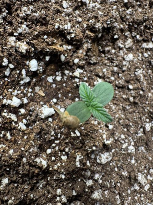 Lemon haze Auto. Week 1