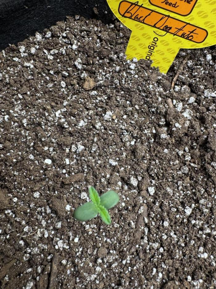 Black Dog Auto. Week 1