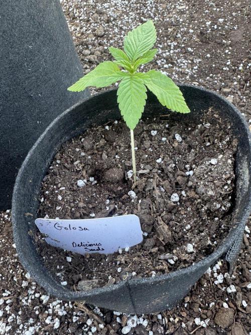 Golosa. Week 2