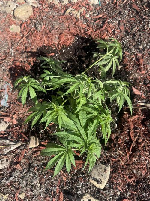 Candy Cream Go Fast. Week 7