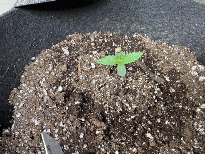 Lemon haze Auto. Week 1