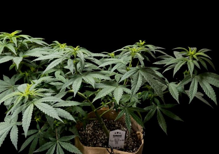 Pure Skunk Go Fast. Week 8