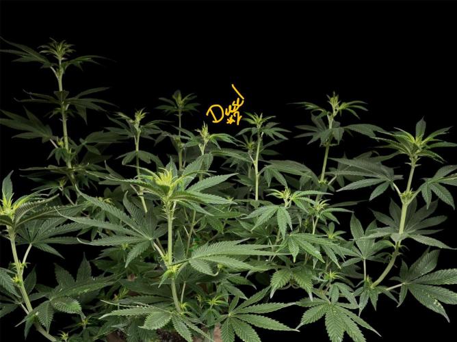 Sour Diesel . Week 10