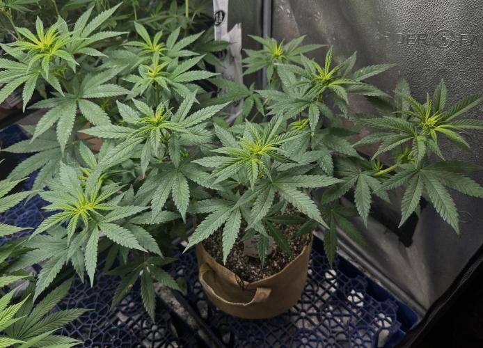 Pure Skunk Go Fast. Week 8