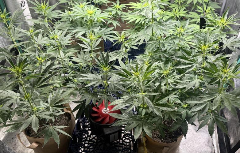 Sour Diesel . Week 10