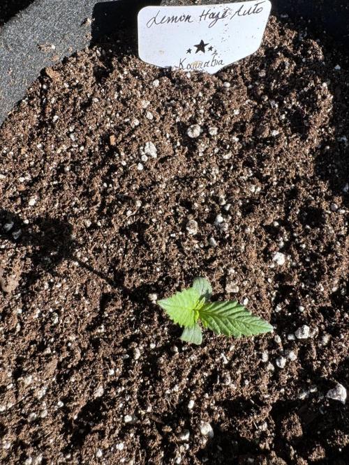 Lemon haze Auto. Week 2