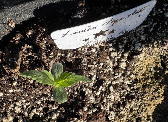 Lemon haze Auto. Week 2