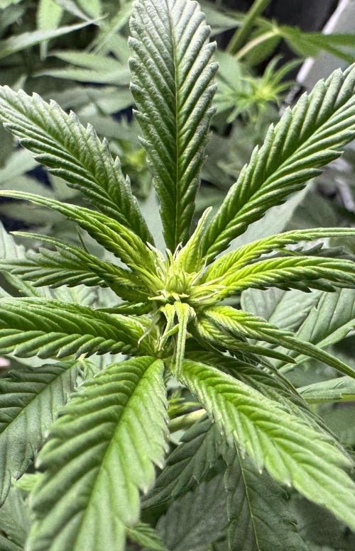 Sour Diesel . Week 10