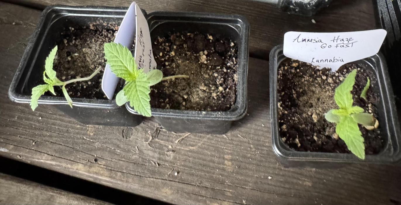 Amnesia Haze GoFast. Week 2