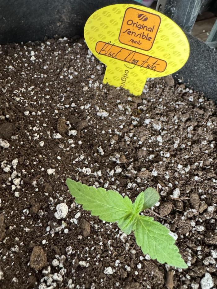 Black Dog Auto. Week 2