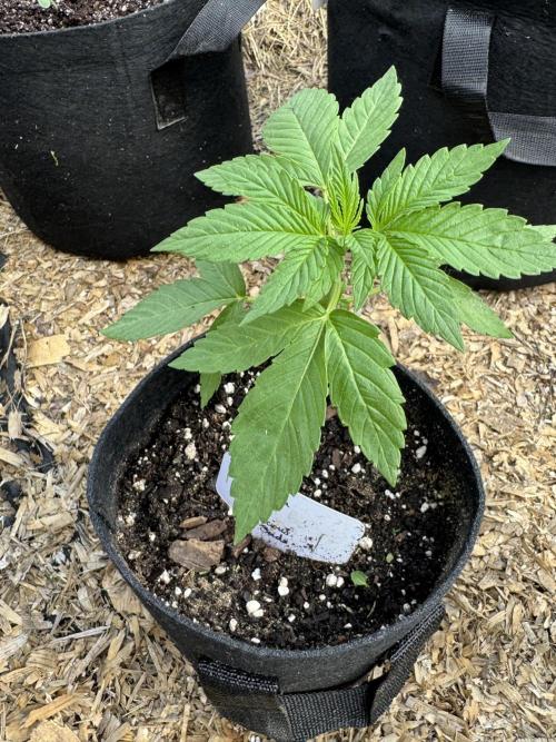 Golosa. Week 3