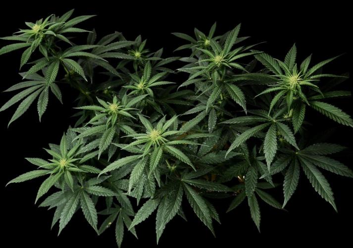 Pure skunk Go Fast. Week 9