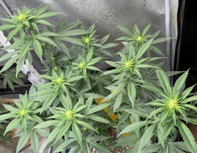 Pure skunk Go Fast. Week 9