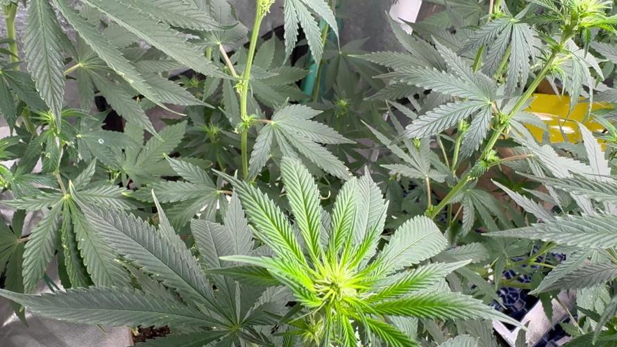 Sour Diesel