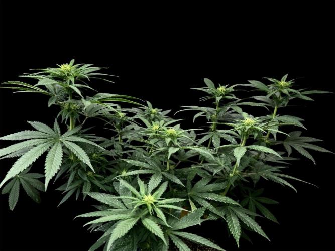Pure skunk Go Fast. Week 9