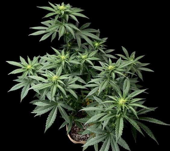 Pure skunk Go Fast. Week 9