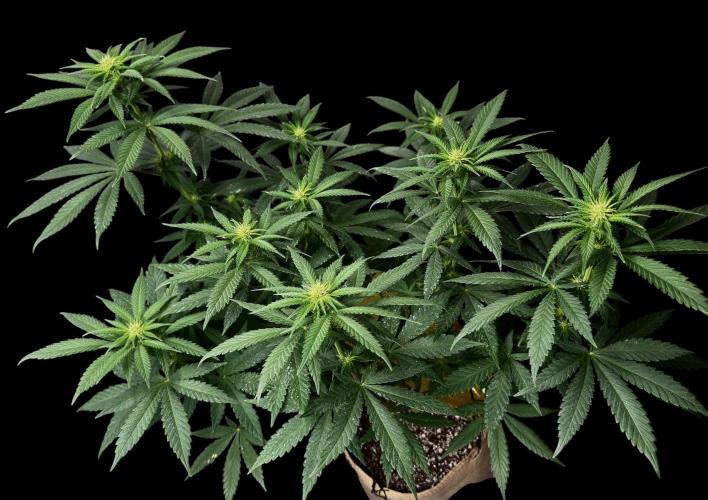Pure skunk Go Fast. Week 9