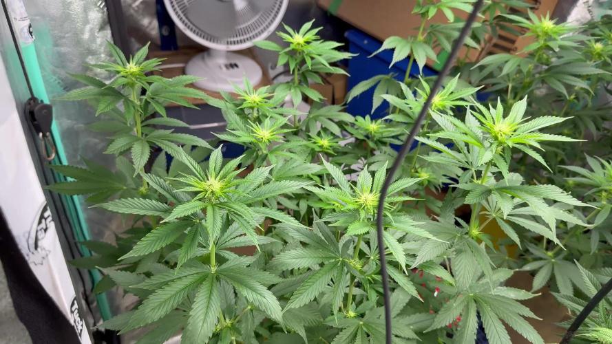 Sour Diesel