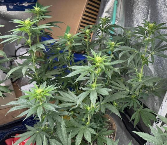 Sour Diesel . Week 11