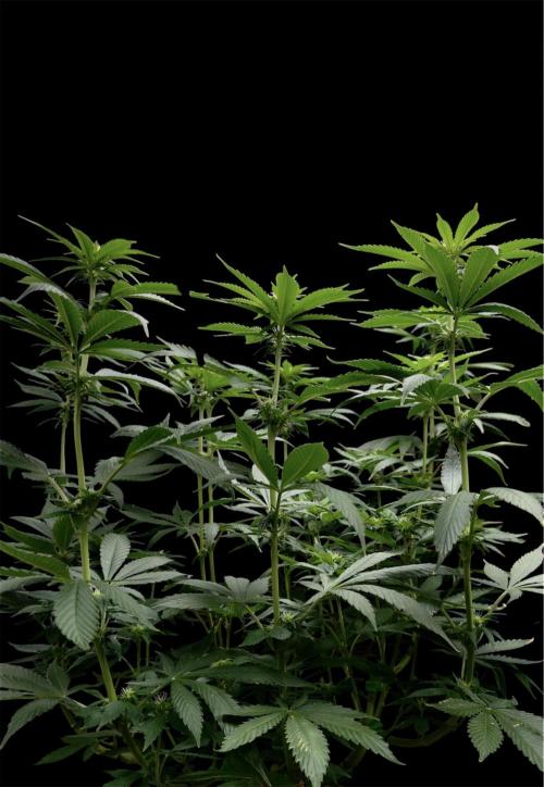 Sour Diesel. Week 11