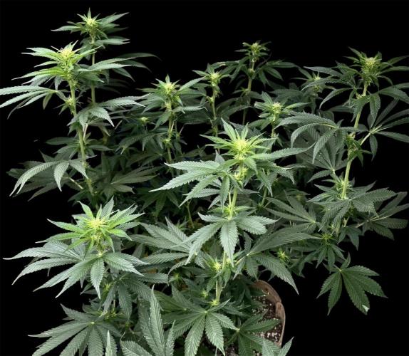 Sour Diesel . Week 11
