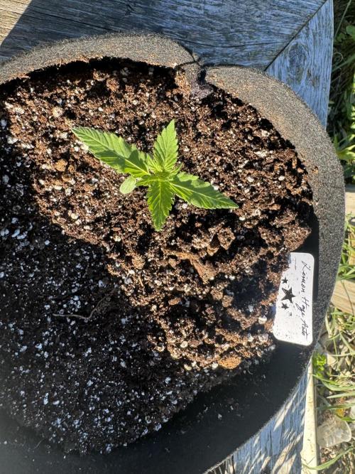 Lemon haze Auto. Week 3