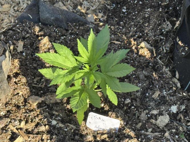 Golosa. Week 3
