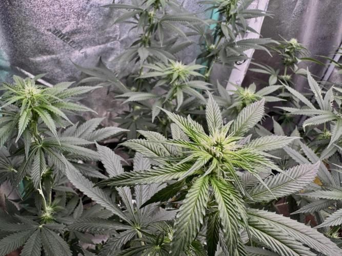 Sour Diesel. Week 11