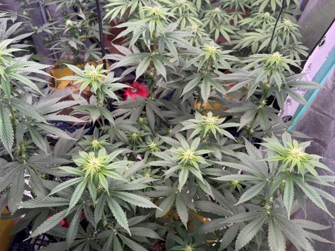 Sour Diesel. Week 11