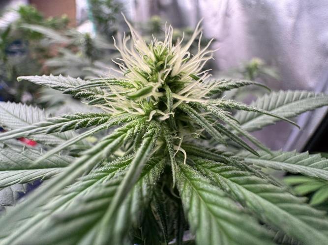 Pure skunk Go Fast. Week 9