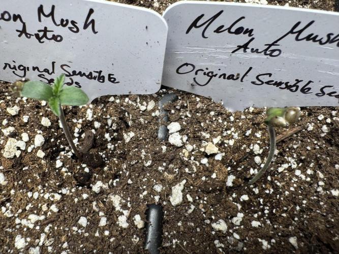 Melon Mosh Auto. Week 1