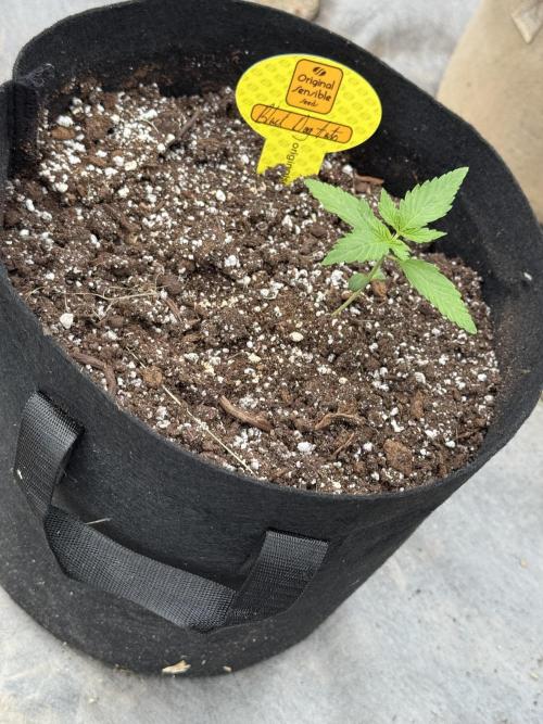 Black Dog Auto. Week 3