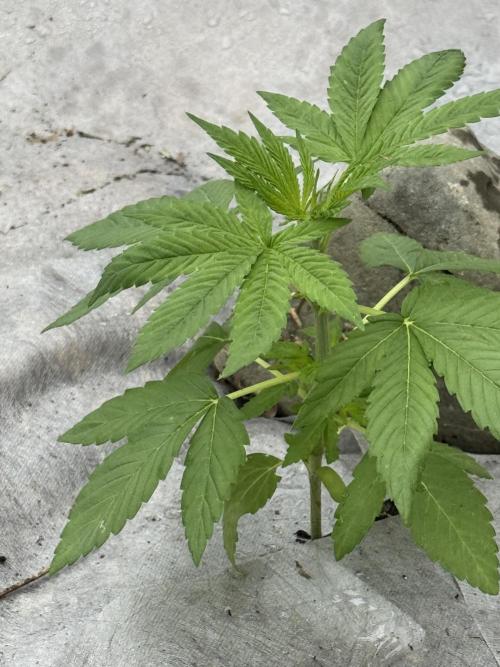 Golosa. Week 4