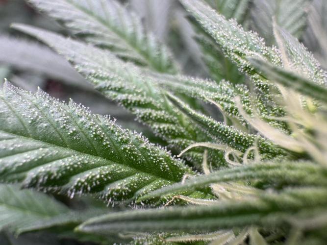 Pure skunk Go Fast. Week 9