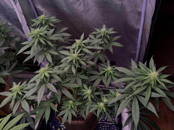 Pure skunk Go Fast. Week 9